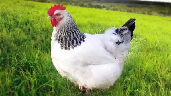 Why I prefer having sex with hen – Man tells court